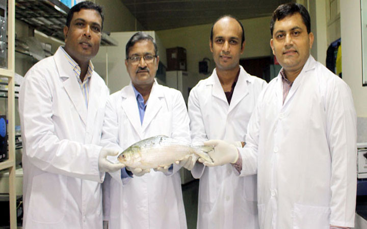 Full life cycle secret of Hilsa revealed