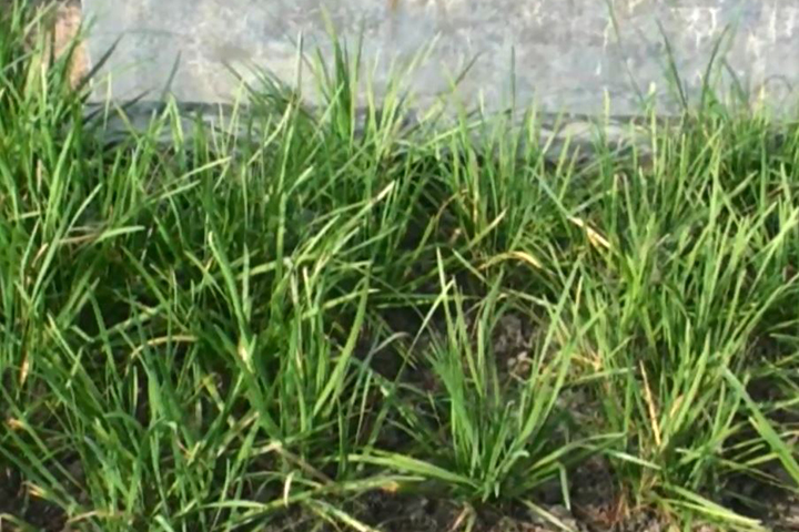 পেঁয়াজের বিকল্প মসলা আবিষ্কার বিজ্ঞানীদের (ভিডিও)