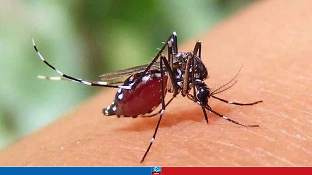 মৃত্যুহীন একদিন পরই ডেঙ্গুতে গেল ৫ জনের প্রাণ, হাসপাতালে ভর্তি ৬৩৬