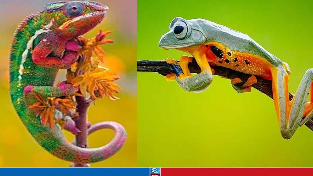 এবার ক্যানসার সারাবে ব্যাঙ-গিরগিটি