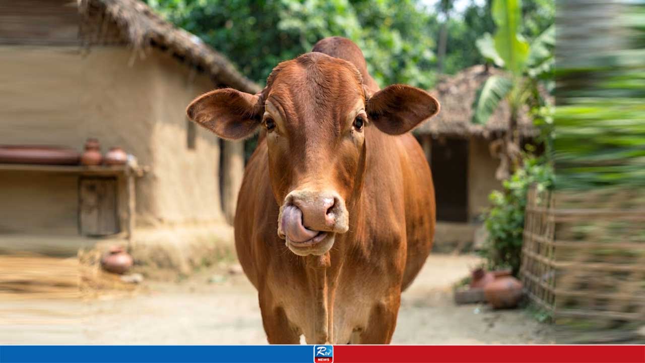 ভেড়ার পর এবার গরুর সঙ্গে ধরা ভারতীয় যুবক