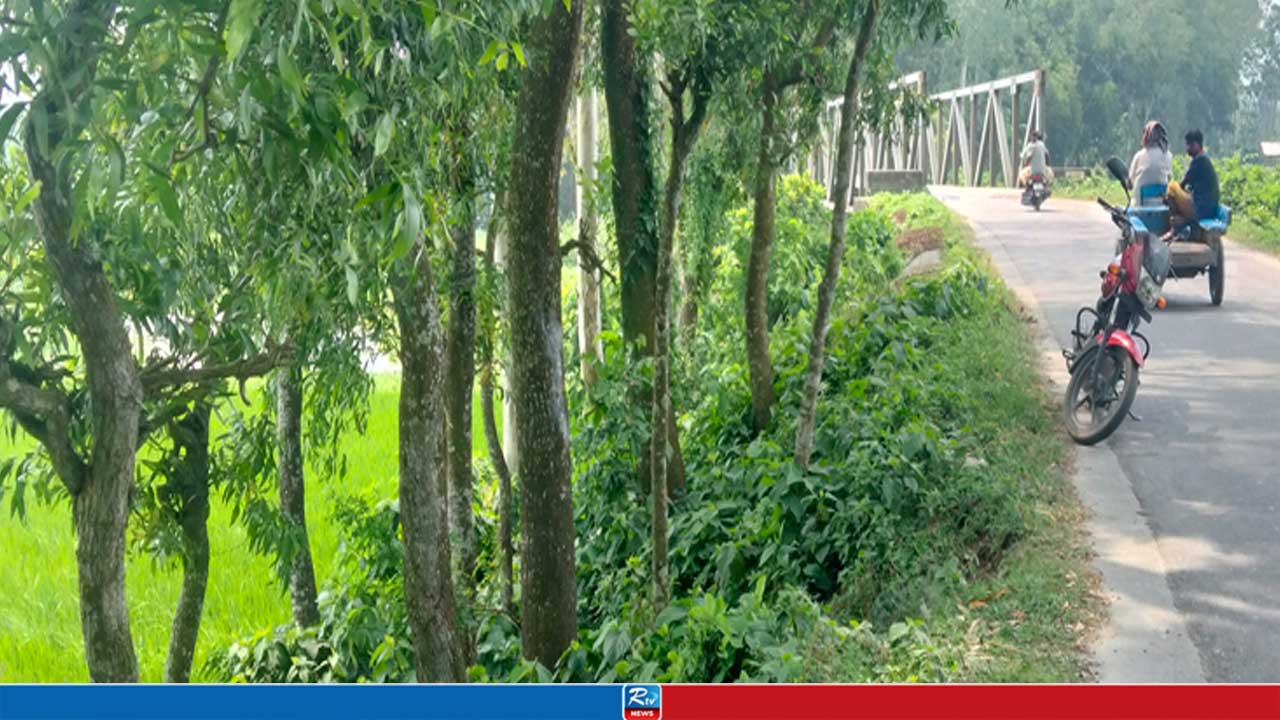 ২ বছর ধরে সরকারি গাছ ‘গিলছে’ দুর্বৃত্তরা, নাম বলতে সাহস পায় না কেউ