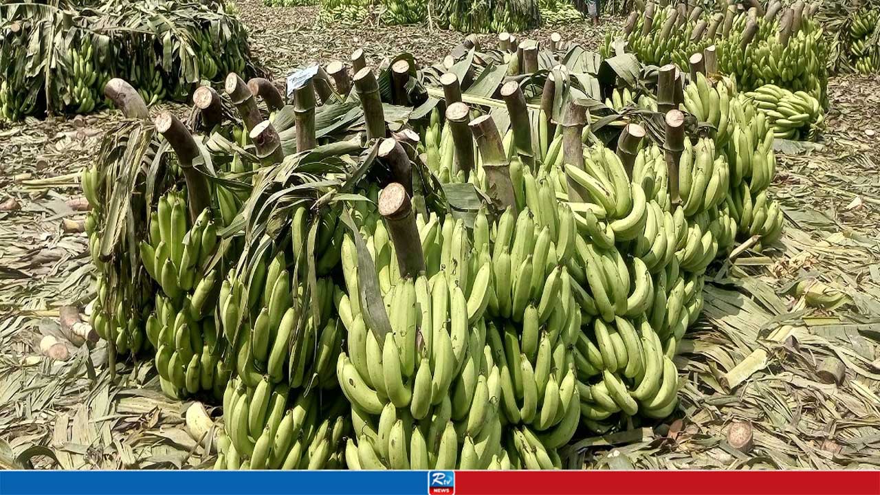 দিনে কোটি টাকার কলা বিক্রি হয় যে হাটে