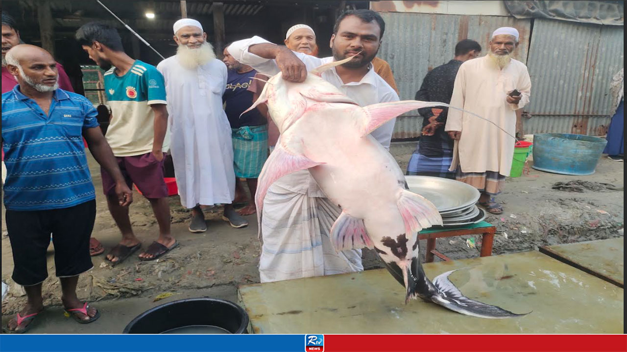 ৩৩ কেজির বাঘাইড় ৫০ হাজার টাকায় বিক্রি