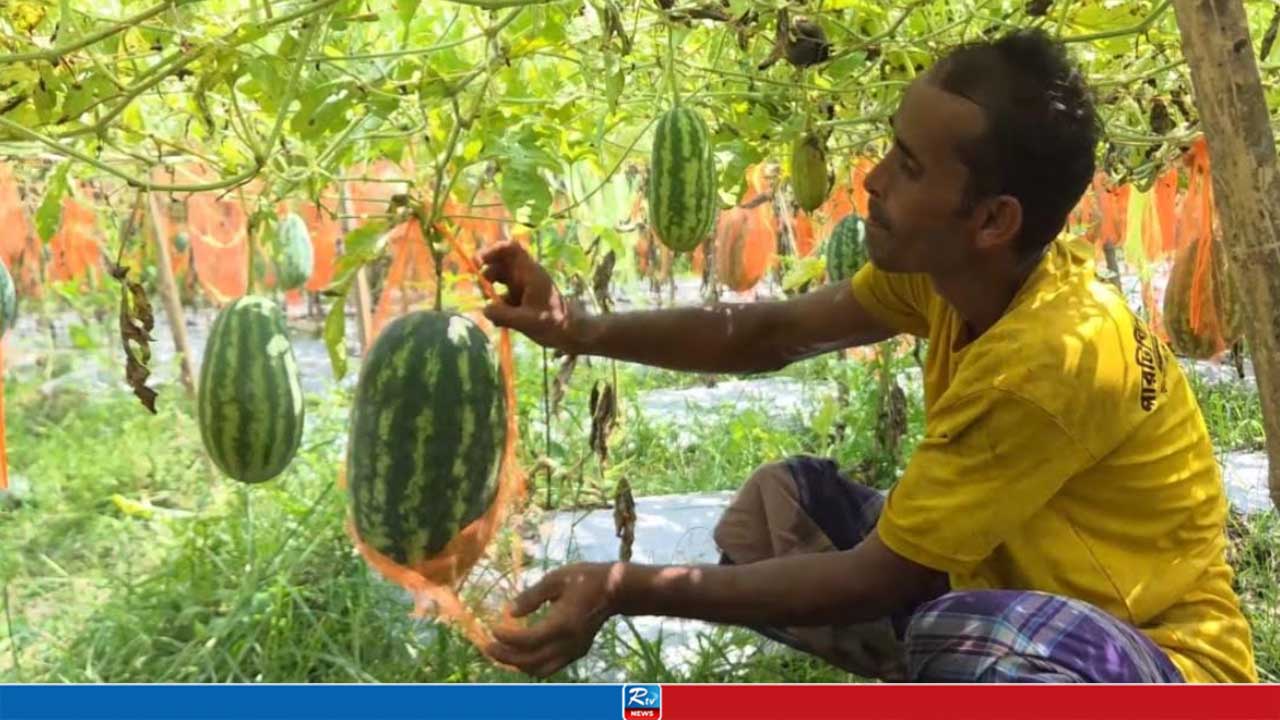 অসময়ের তরমুজ চাষ করে তাক লাগিয়েছেন আতিয়ার
