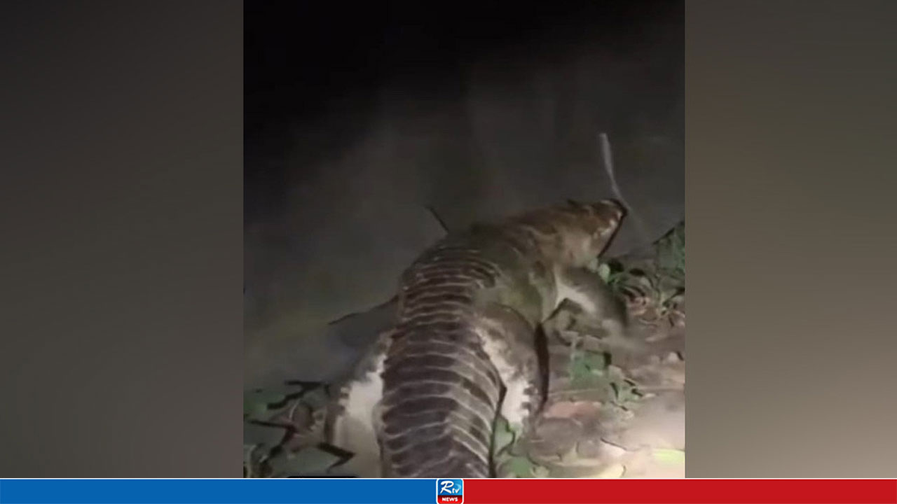 লোকালয়ে কীভাবে এল কুমির জানে না কেউ, খুঁজছে বন বিভাগ