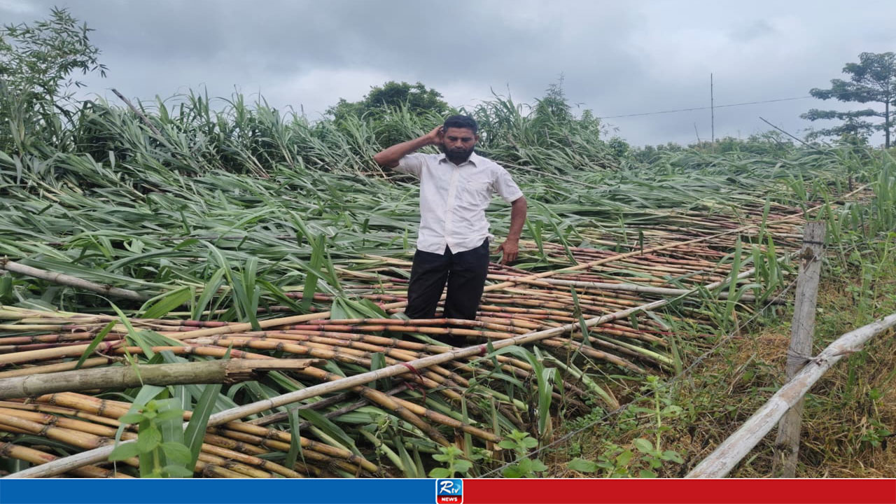 হঠাৎ ঝড়ে লণ্ডভণ্ড কৃষকের স্বপ্ন