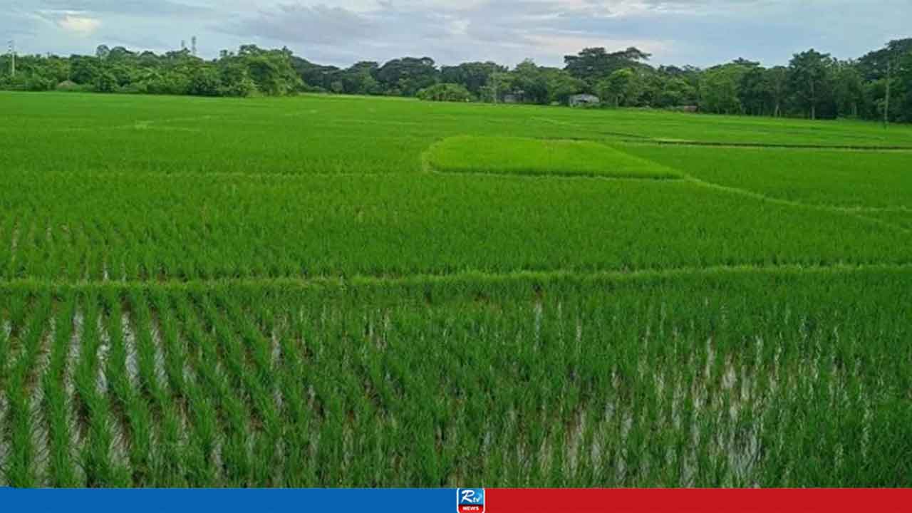 চট্টগ্রামে আমনের আবাদে স্বস্তি, মাঠজুড়ে সবুজের ঢেউ