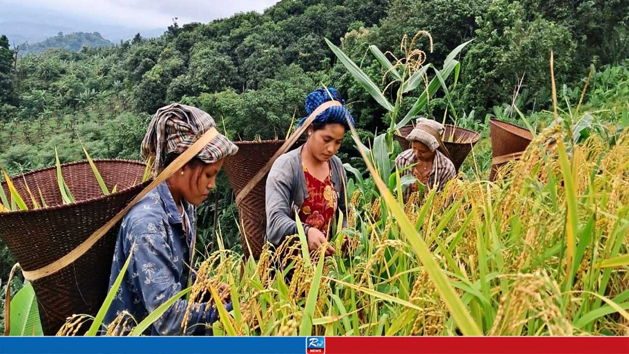 বান্দরবানে কমছে জুমের আবাদ, বাড়ছে মিশ্র ফলের চাষ