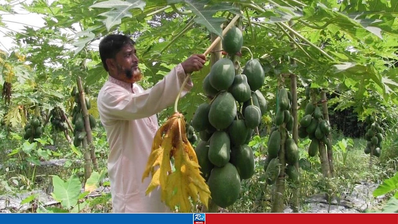 এক জমিতে তিন ফসল, সর্জন পদ্ধতিতে সফল মিরসরাইয়ের মুসলিম উদ্দীন