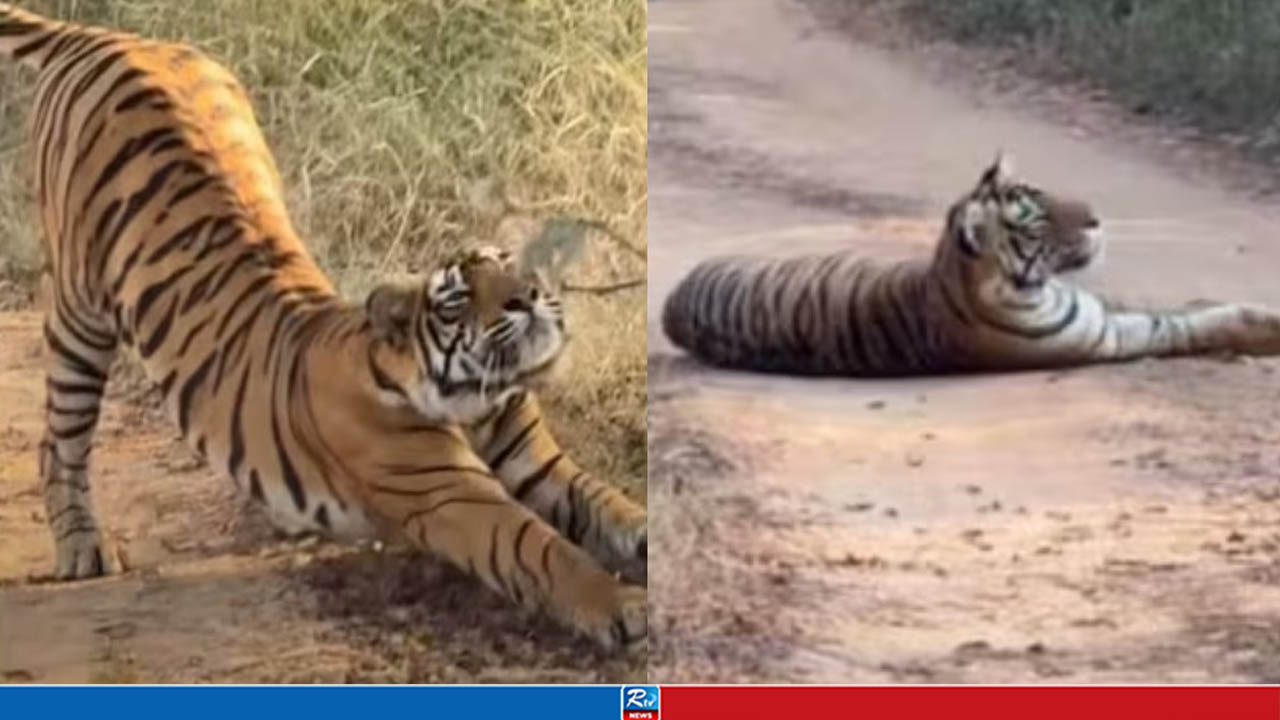 রাস্তার মাঝখানে বাঘের ঘুম, আটকে রইল পর্যটকদের গাড়ি