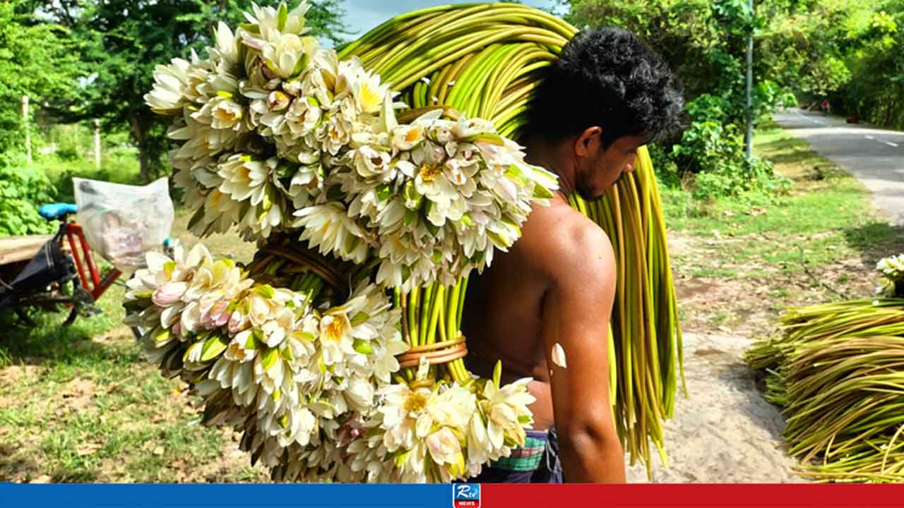 গোপালগঞ্জে বছরে কোটি টাকার শাপলা বিক্রি