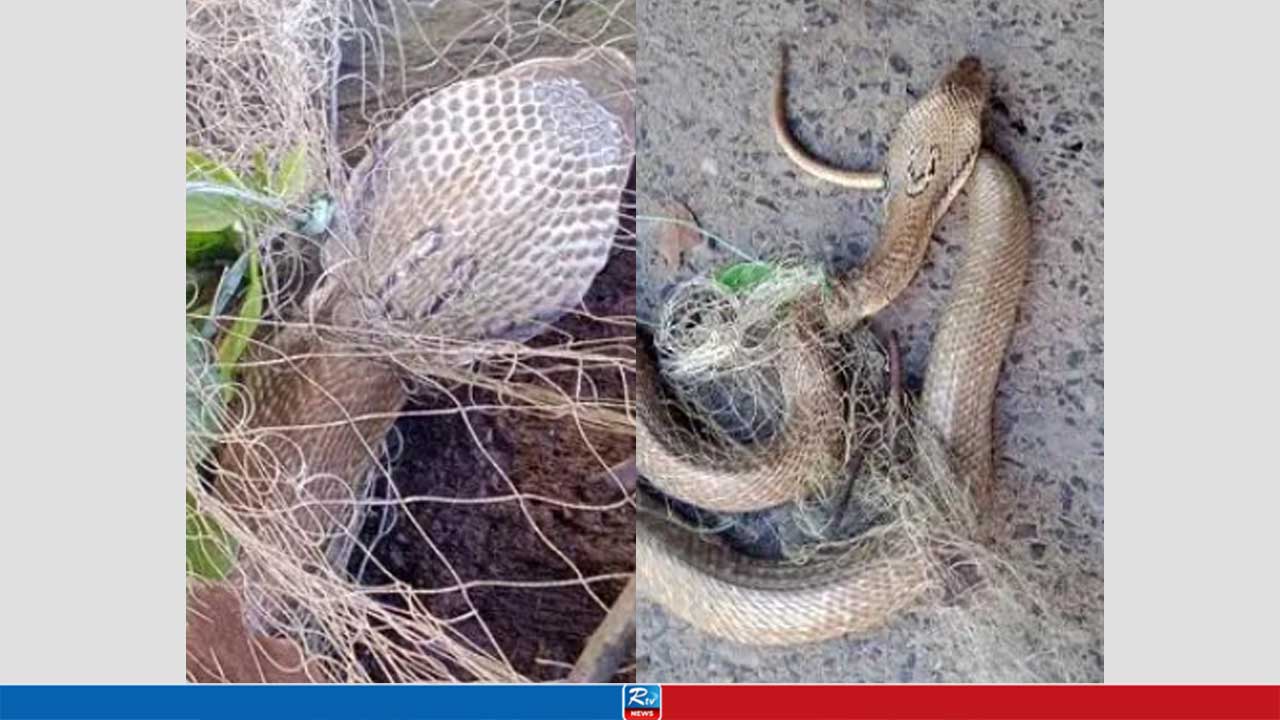 জালে আটকে পড়ল পদ্মগোখরা, এরপর যা হলো
