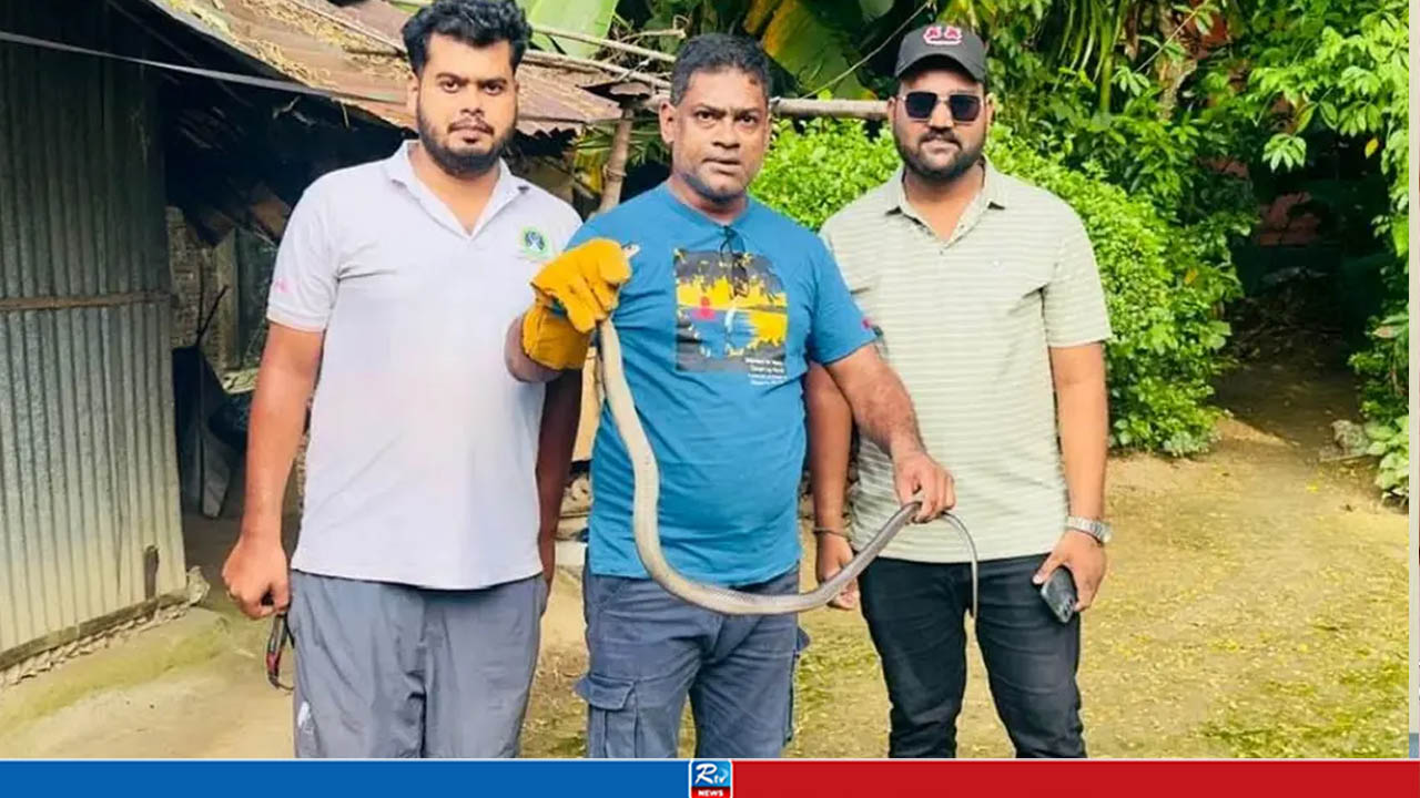 বসতঘরে ঢুকে পড়া বিষধর পদ্ম গোখরা সাপ উদ্ধার