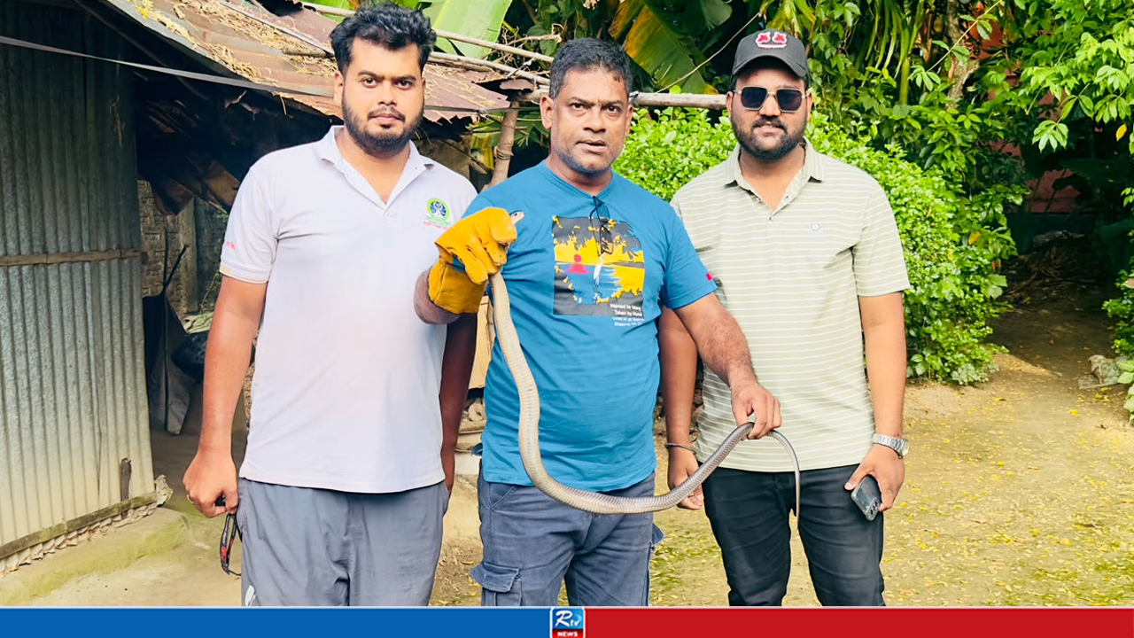 বসতঘরে ঢুকে পড়া বিষধর পদ্ম গোখরা সাপ উদ্ধার
