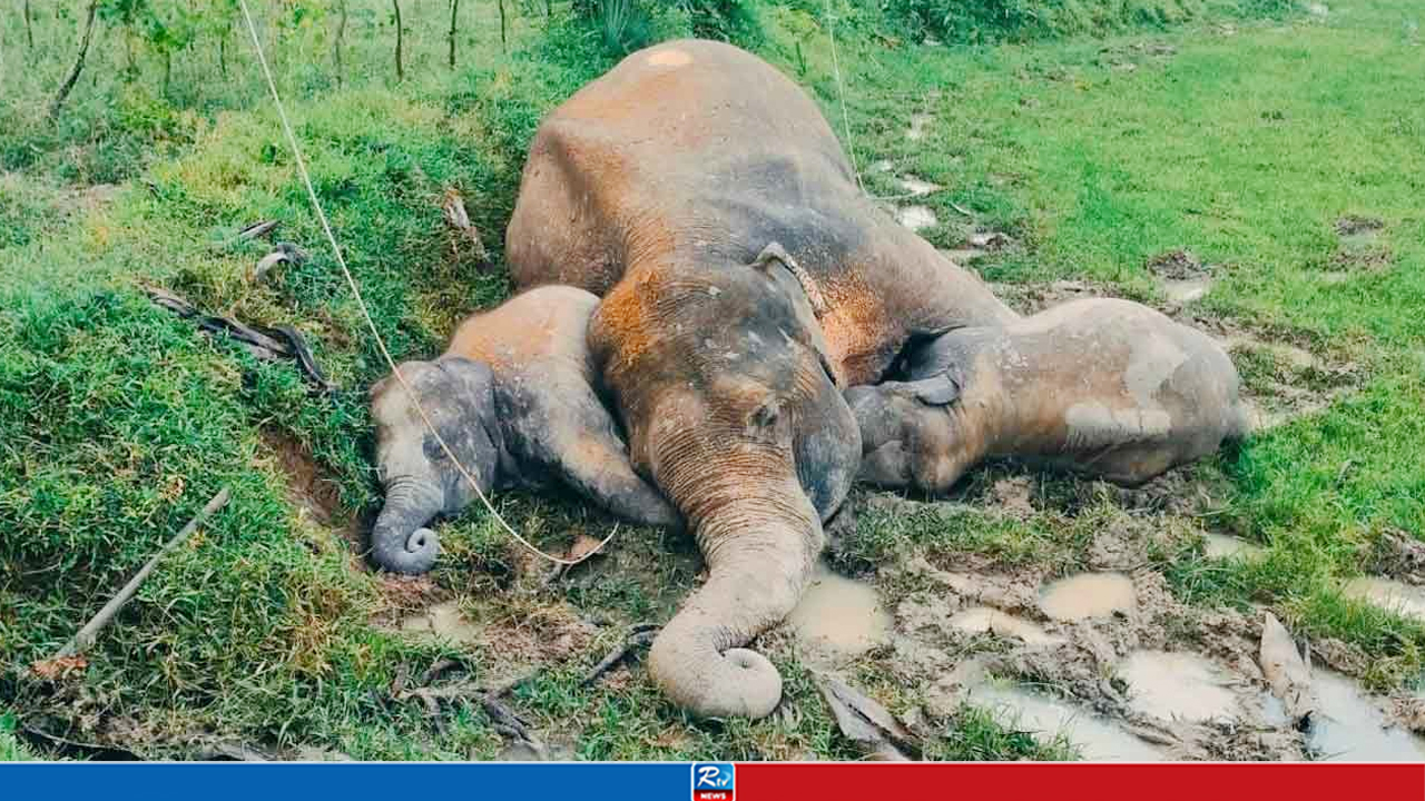 দুই বাচ্চাকে জড়িয়ে ধরেই না ফেরার দেশে হাতি, ছবি ভাইরাল