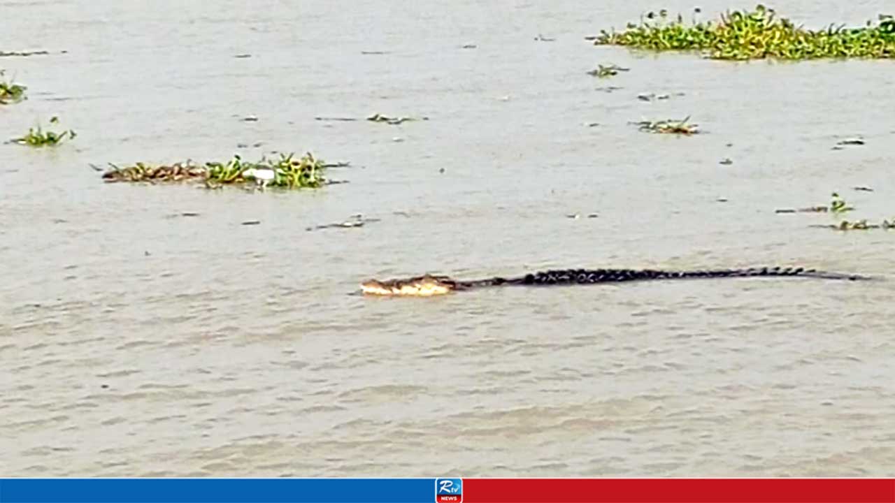 কচুরিপানা খাওয়ার সময় গাভীর ওপর কুমিরের হামলা, আতঙ্কে স্থানীয়রা