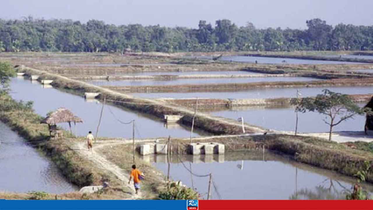মাছের ঘেরে পড়েছিল বাপ্পি, ঘাড়ের ডান পাশে গুলি ও মাথায় আঘাতের চিহ্ন 