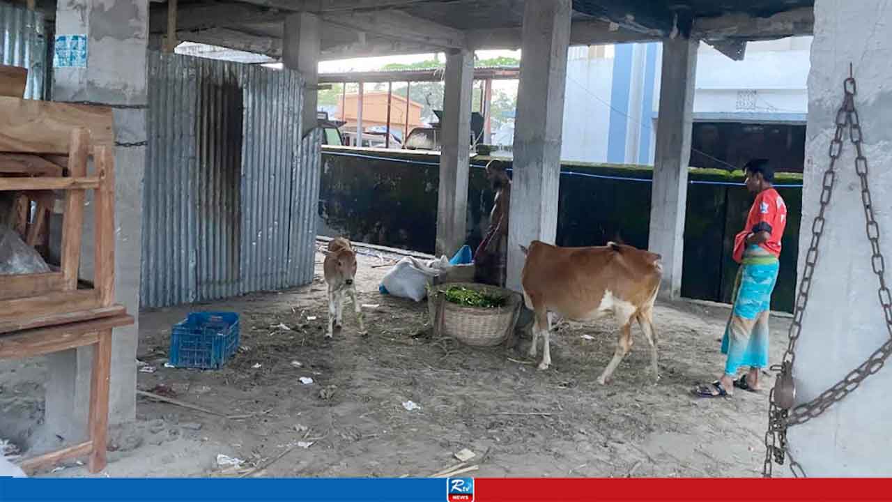 পোস্ট অফিসে গরু রেখে ভাড়া বাসায় কার্যক্রম, তথ্য চাওয়া সাংবাদিককে ‘চায়ের দাওয়াত’