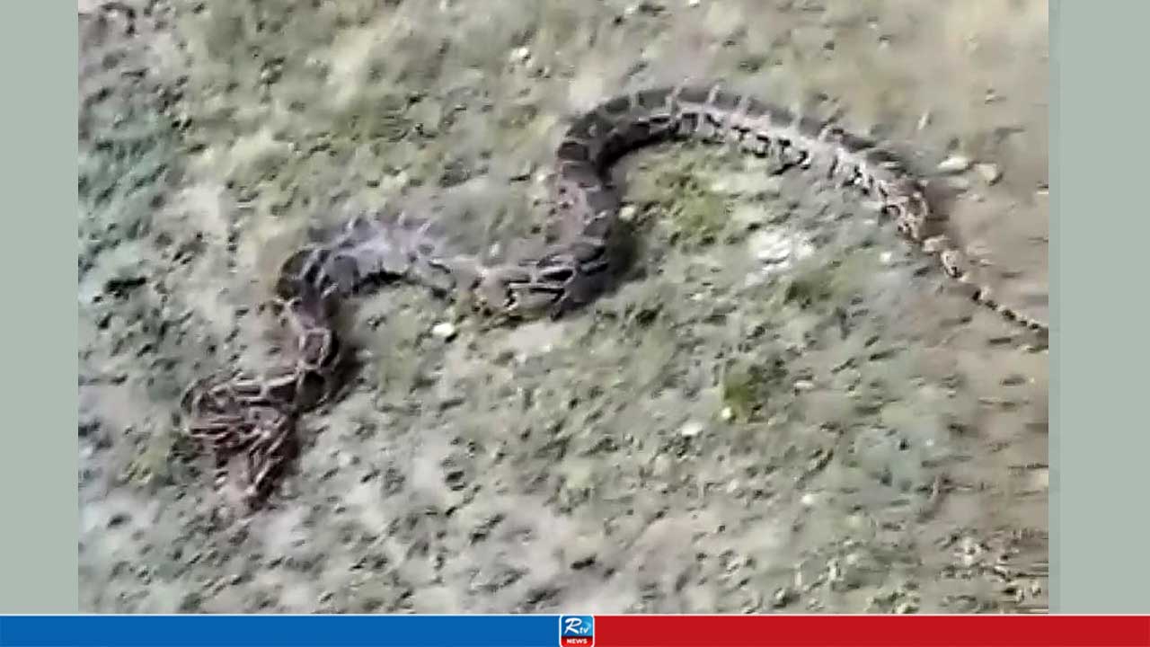 মাছ ধরার জালে উঠে এলো বার্মিজ অজগর