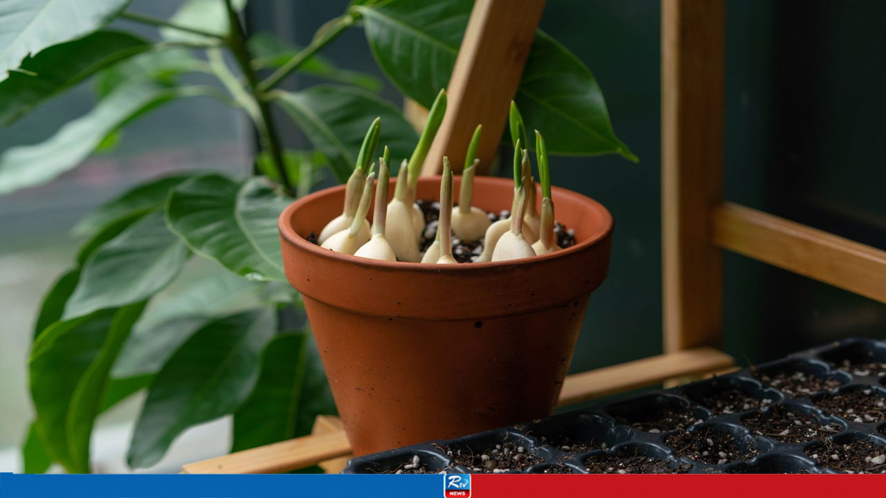 বাড়ির টবেই ফলবে টাটকা রসুন, চাষের সহজ পদ্ধতি