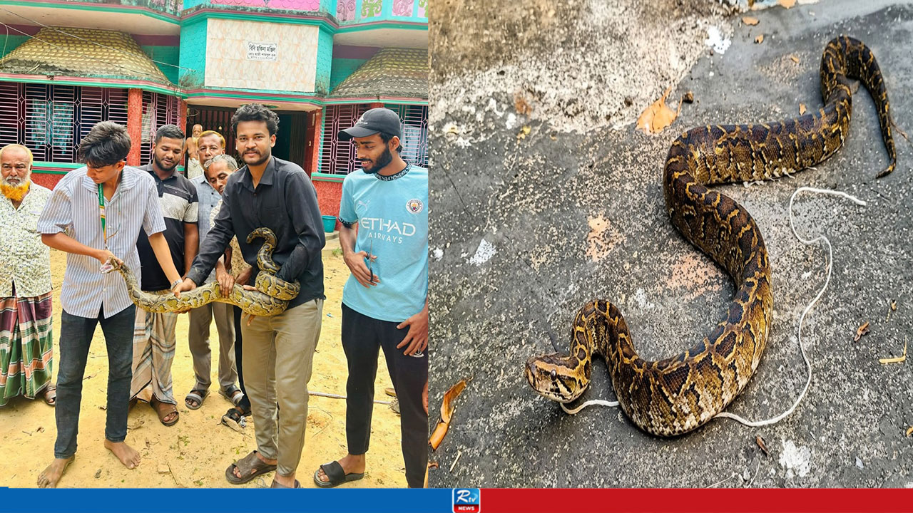 মিরসরাইয়ে পৃথক স্থান থেকে দুই অজগর উদ্ধার