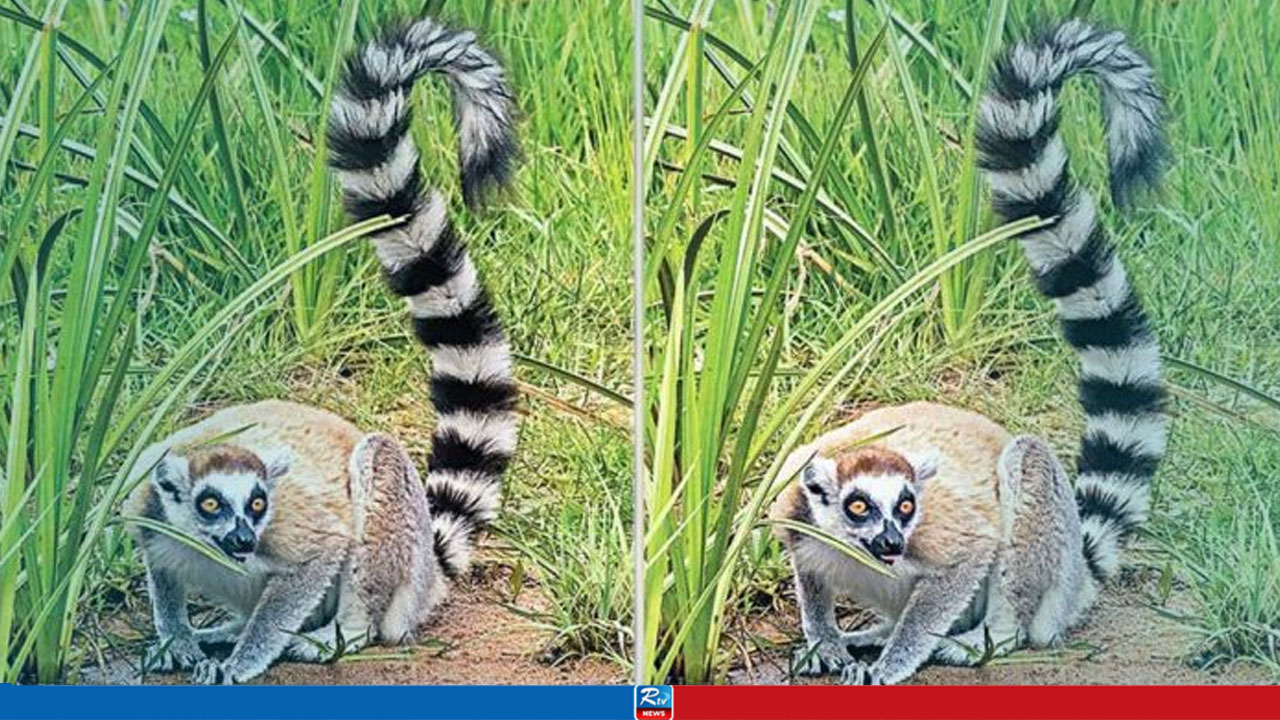 বন্যপ্রাণীর গায়ে মাইক্রোচিপ বসাবে বন বিভাগ, কিন্তু কেন?