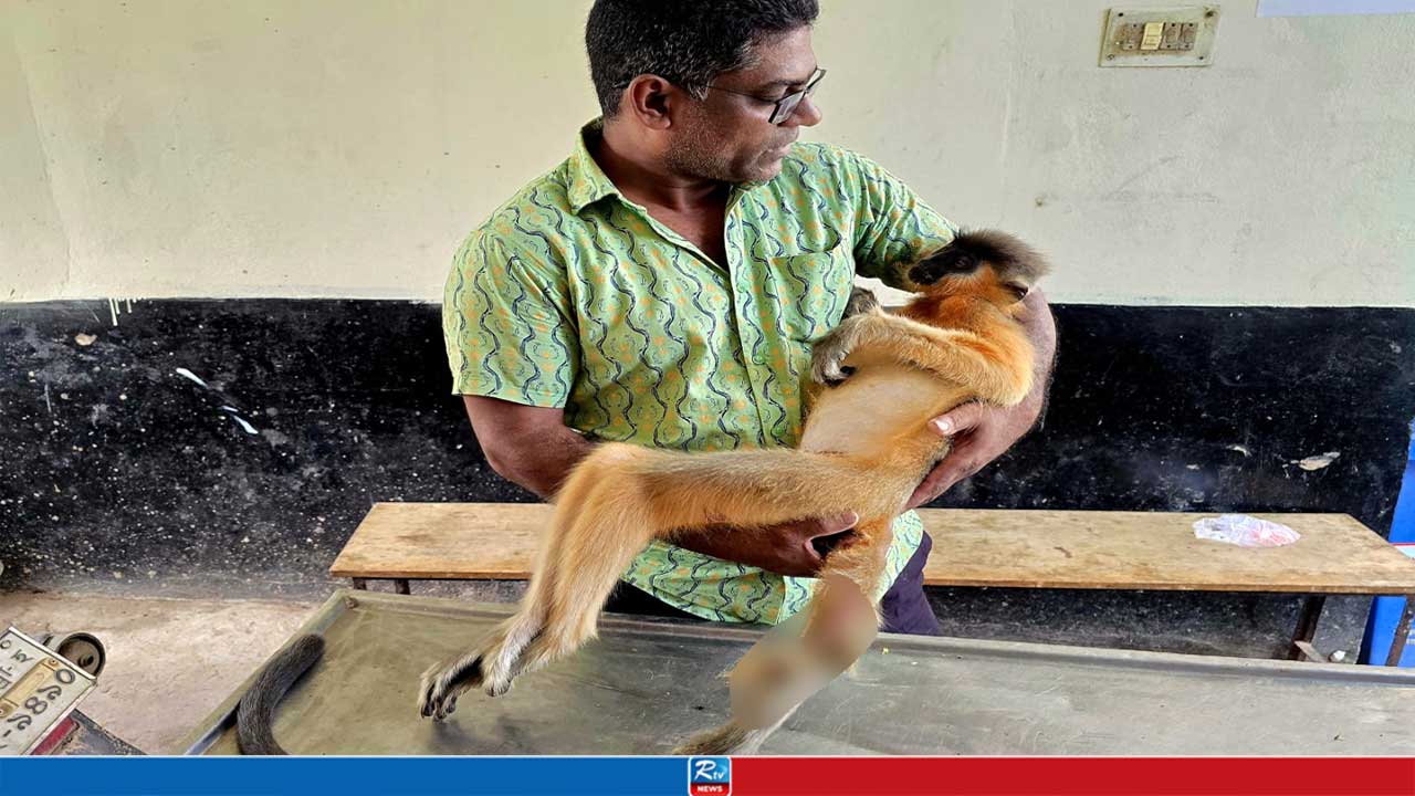 বিদ্যুৎস্পৃষ্টে প্রাণ গেল বিপন্ন মুখপোড়া হনুমানের