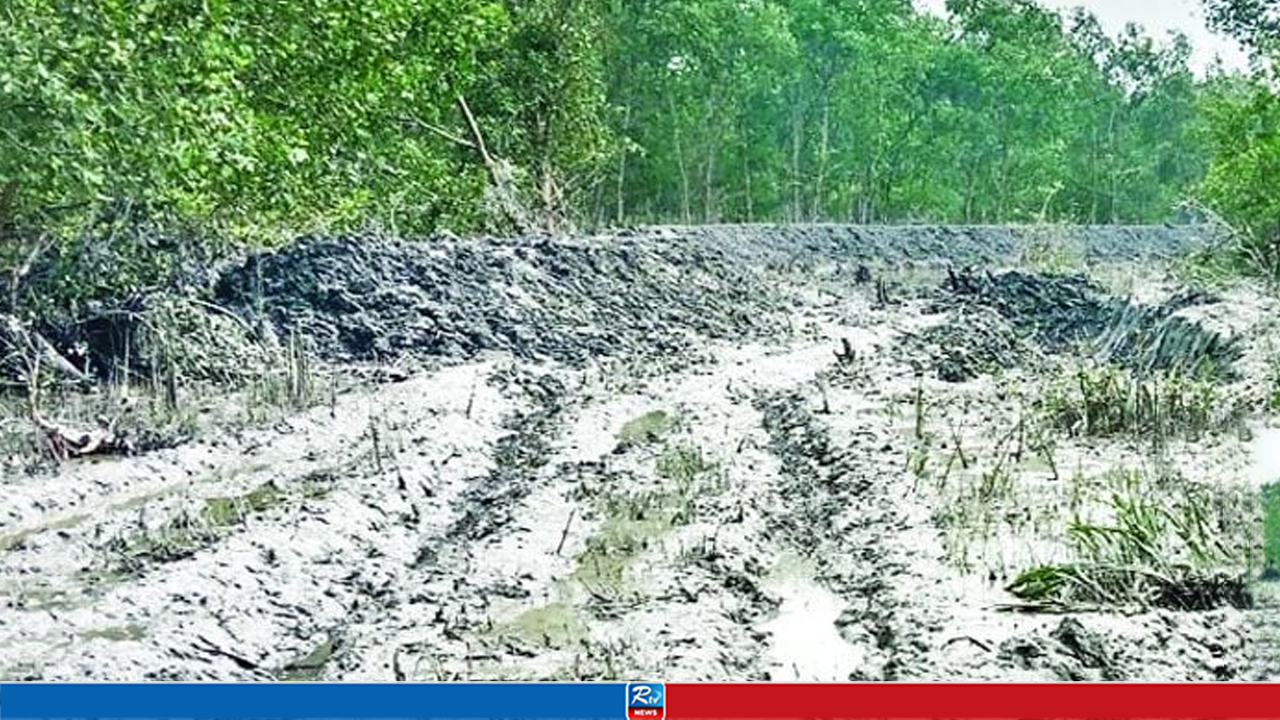 বন দখলে নিতে ৪ শতাধিক গাছ ধ্বংস করলেন শাহিন