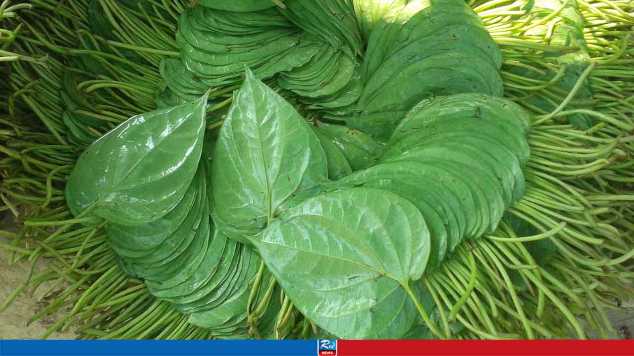 পান রপ্তানি নিয়ে ‘সুখবর’