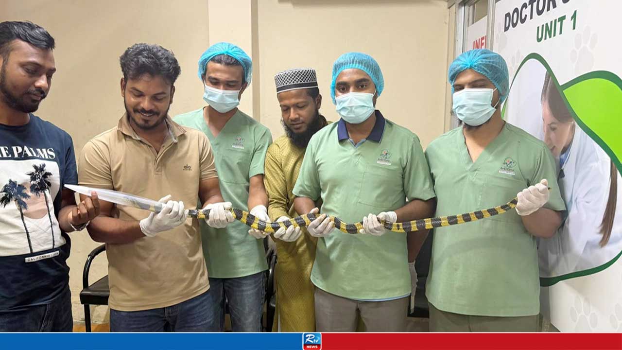 চট্টগ্রামে বিষধর শঙ্খিনীর ৩ ঘণ্টার অস্ত্রোপচার