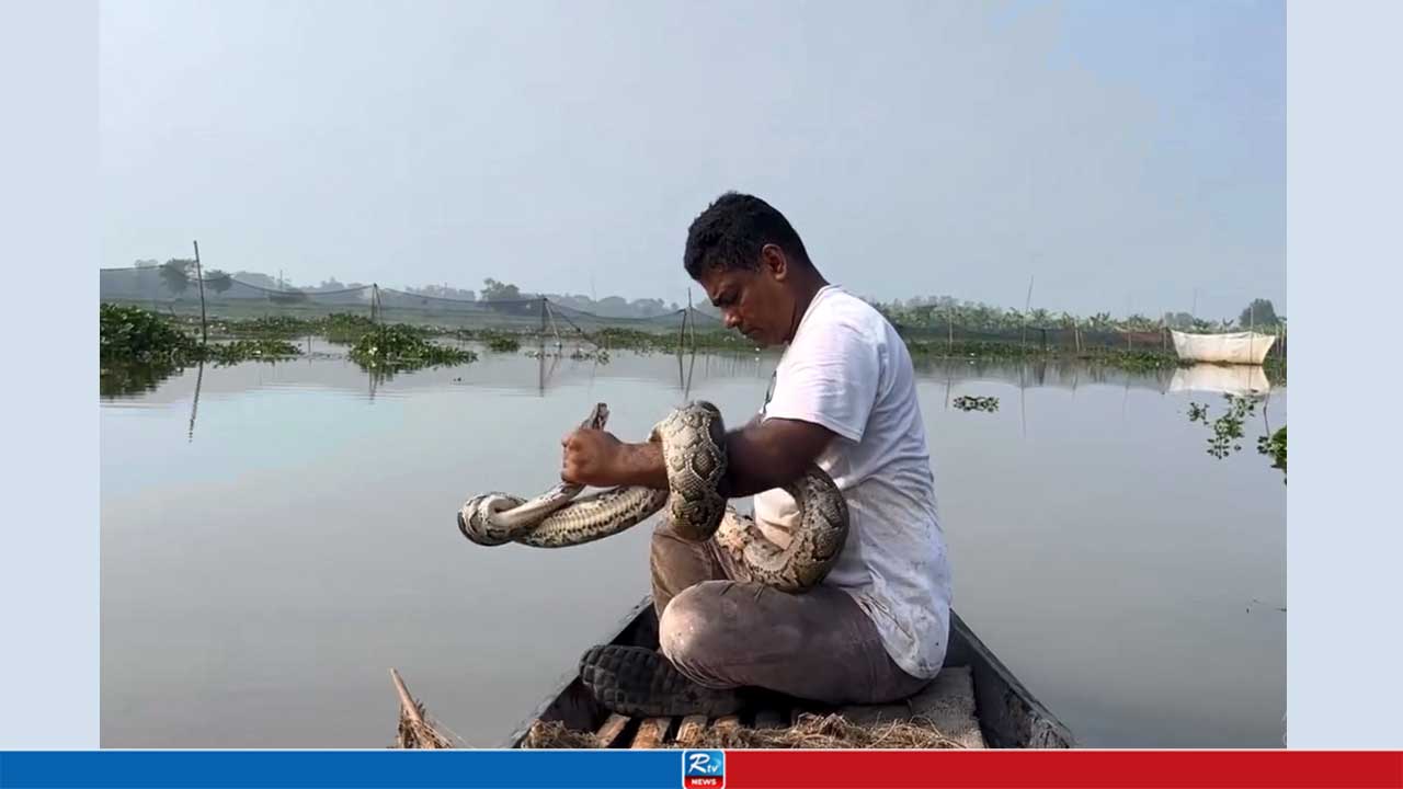 এক ঘণ্টার অভিযানে প্রাণে বাঁচল হাইল হাওরের ‘বন্দি’ সাপ