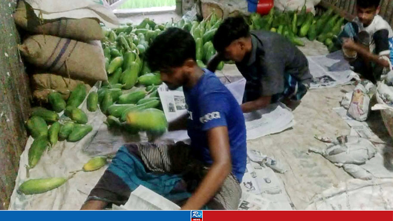 তিন ঘণ্টার ‘ট্রাক জার্নিতেই’ কাঁচা পেঁপে পেকে হলুদ!