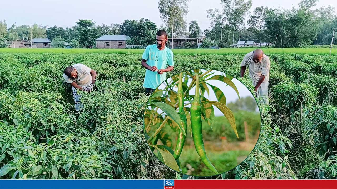 হিলিতে বাড়ছে কাঁচামরিচ চাষ, দামে খুশি কৃষকরা