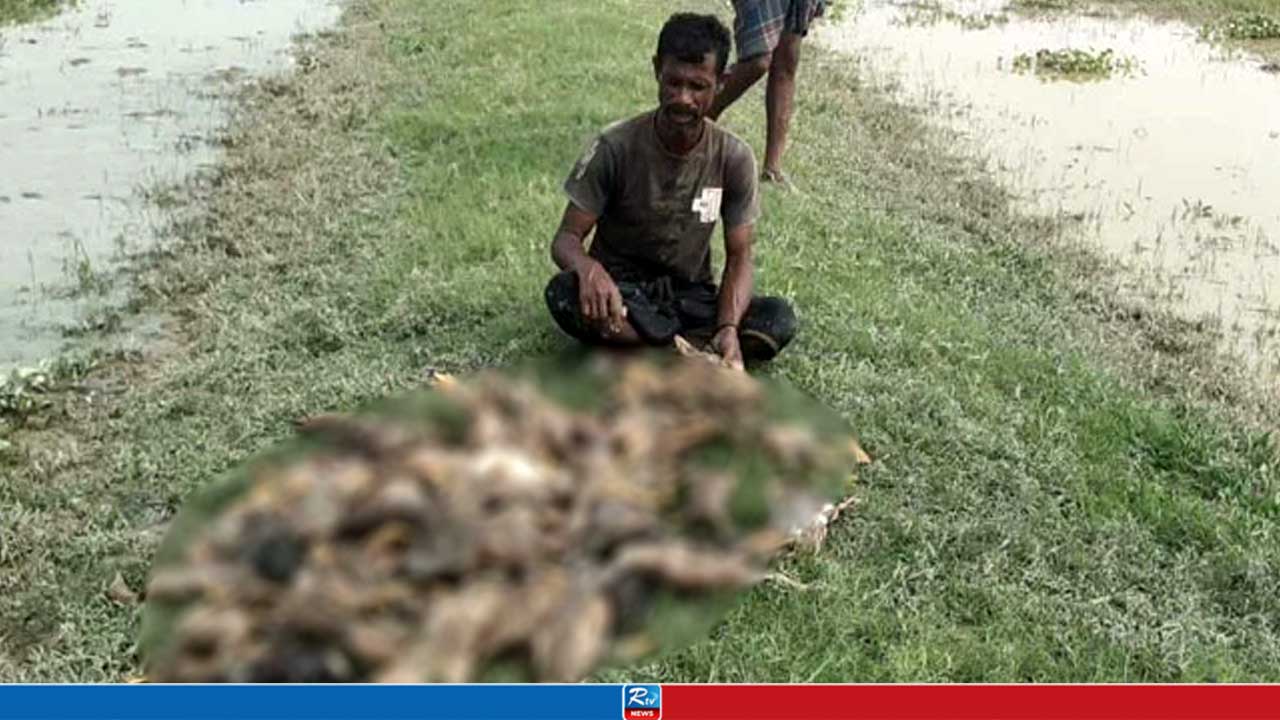 হাওরে চড়াতে নিয়ে ১ হাজার হাঁসের মৃত্যু, কান্না থামছে না খামারির