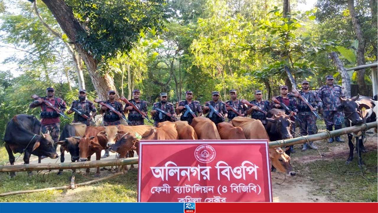 মিরসরাই সীমান্তে বিপুল ভারতীয় মদ ও গরু জব্দ