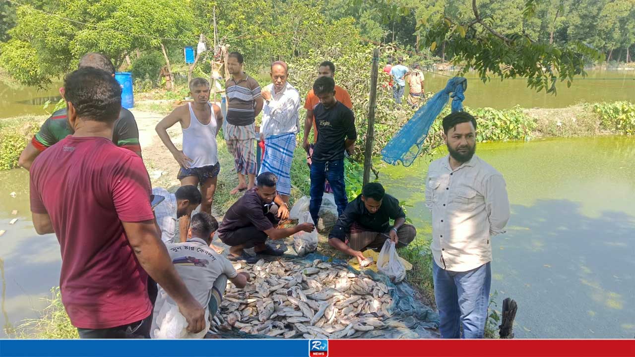 রাতের আধারে দেওয়া হলো বিষ, খামারির ৫ লাখ টাকার মাছ নিমিষেই শেষ
