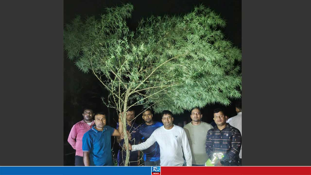 ‘সন্তানের’ মতো পালন করা গাঁজা গাছ লুকিয়ে রাখতে পারলেন না আসমান