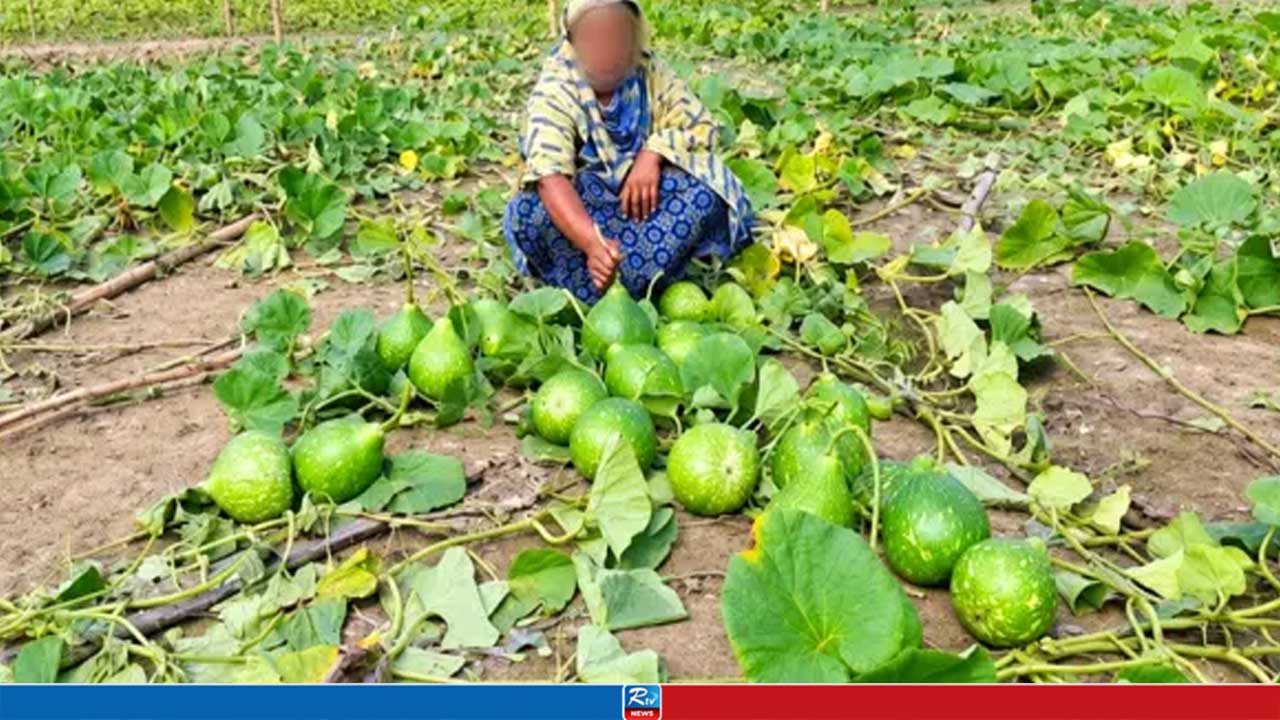 ২ বিঘা জমির লাউক্ষেত ধ্বংস, কান্না থামছে না কৃষানির