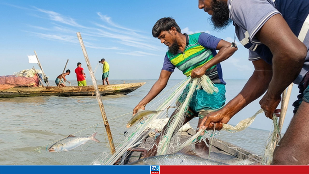 ইলিশের উৎপাদন বাড়তে সরকারের বড় উদ্যোগ  