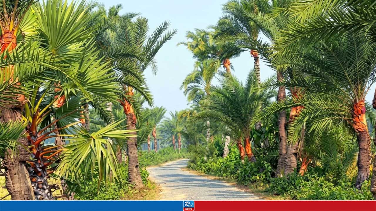 গাছের রসে ১৫০ কোটি টাকার অর্থনীতি, গতি ফিরছে যশোরের গ্রামীণ জীবনে