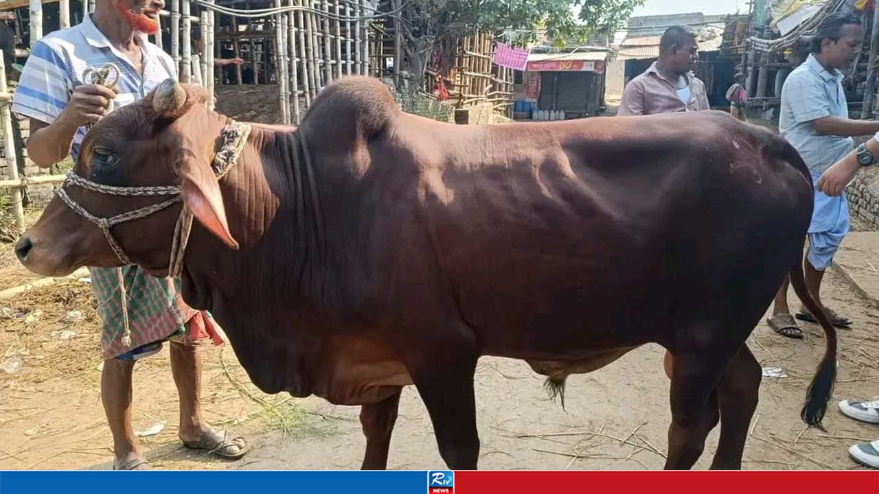 বিতর্কের মধ্যে জবিতে গরুভোজ কর্মসূচি ঘোষণা জকসু এজিএসের