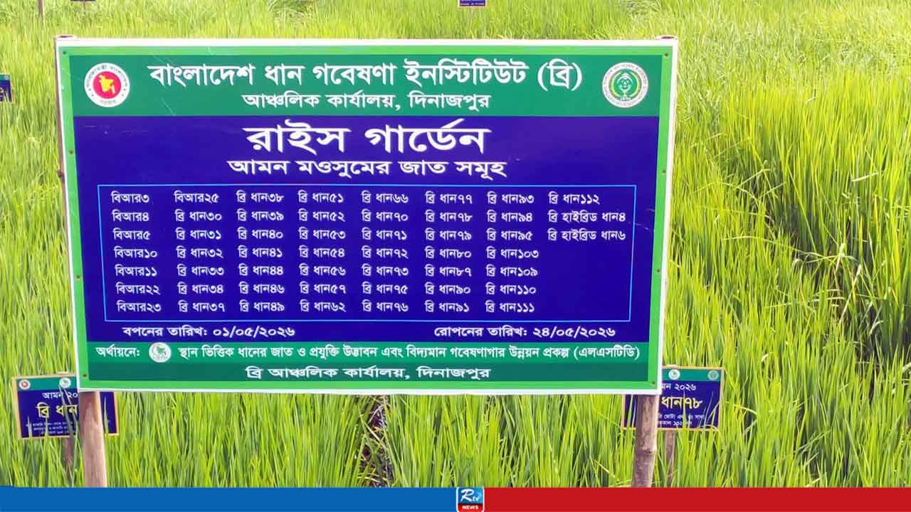 একই মাঠে বিভিন্ন জাতের উচ্চ ফলনশীল ধান চাষে সাফল্য