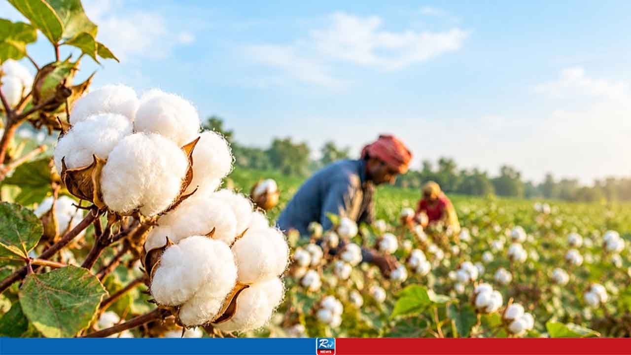 তুলা উৎপাদন নিয়ে সরকারের ‘বড় পরিকল্পনা’
