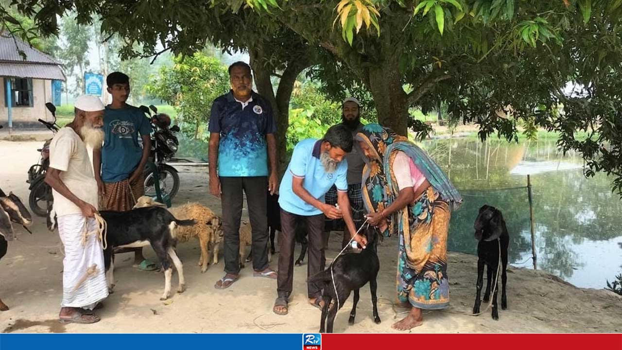 ২ সপ্তাহে ৪০ ছাগলের মৃত্যু!