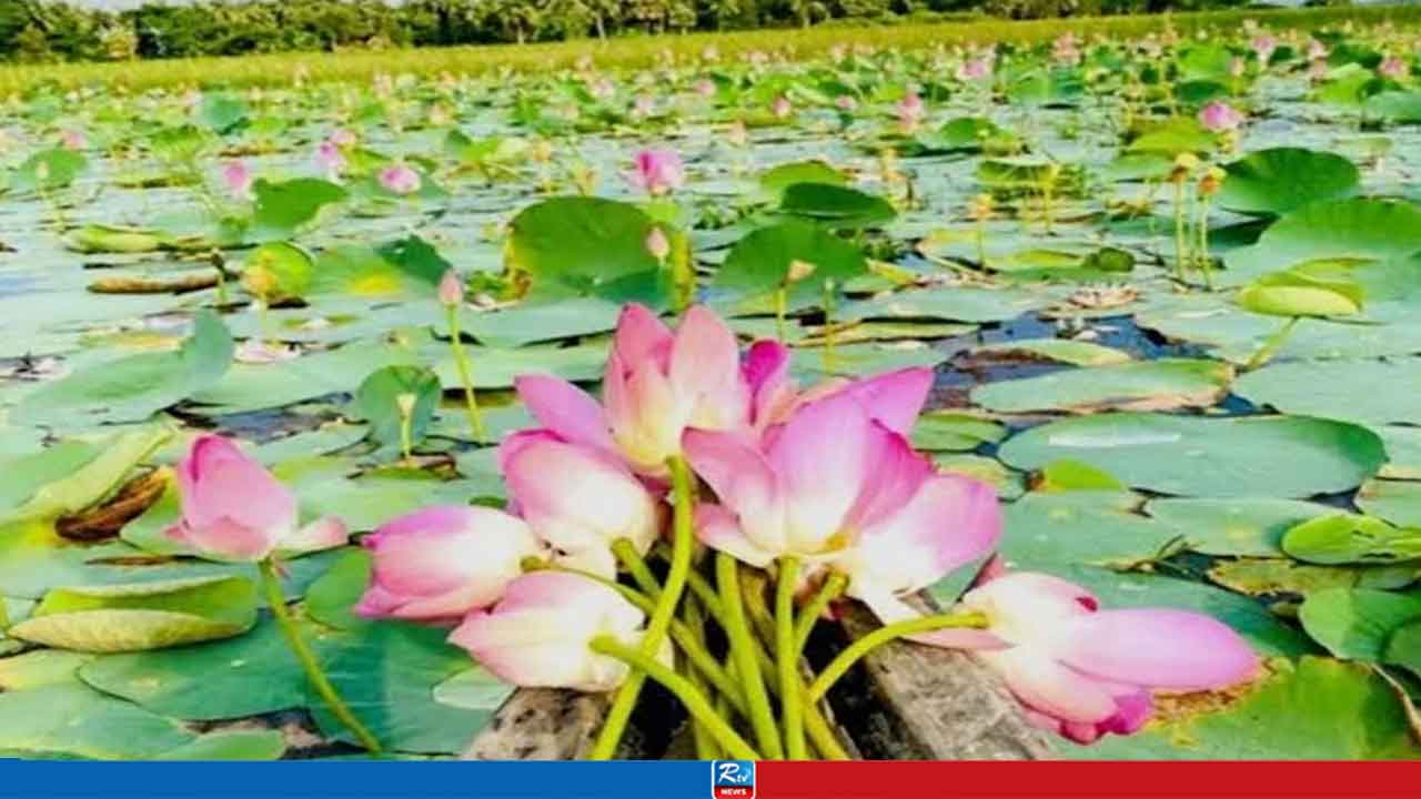 মুগ্ধতা ছড়াচ্ছে ভূতিয়ার বিলের ‘পদ্ম-শাপলা’