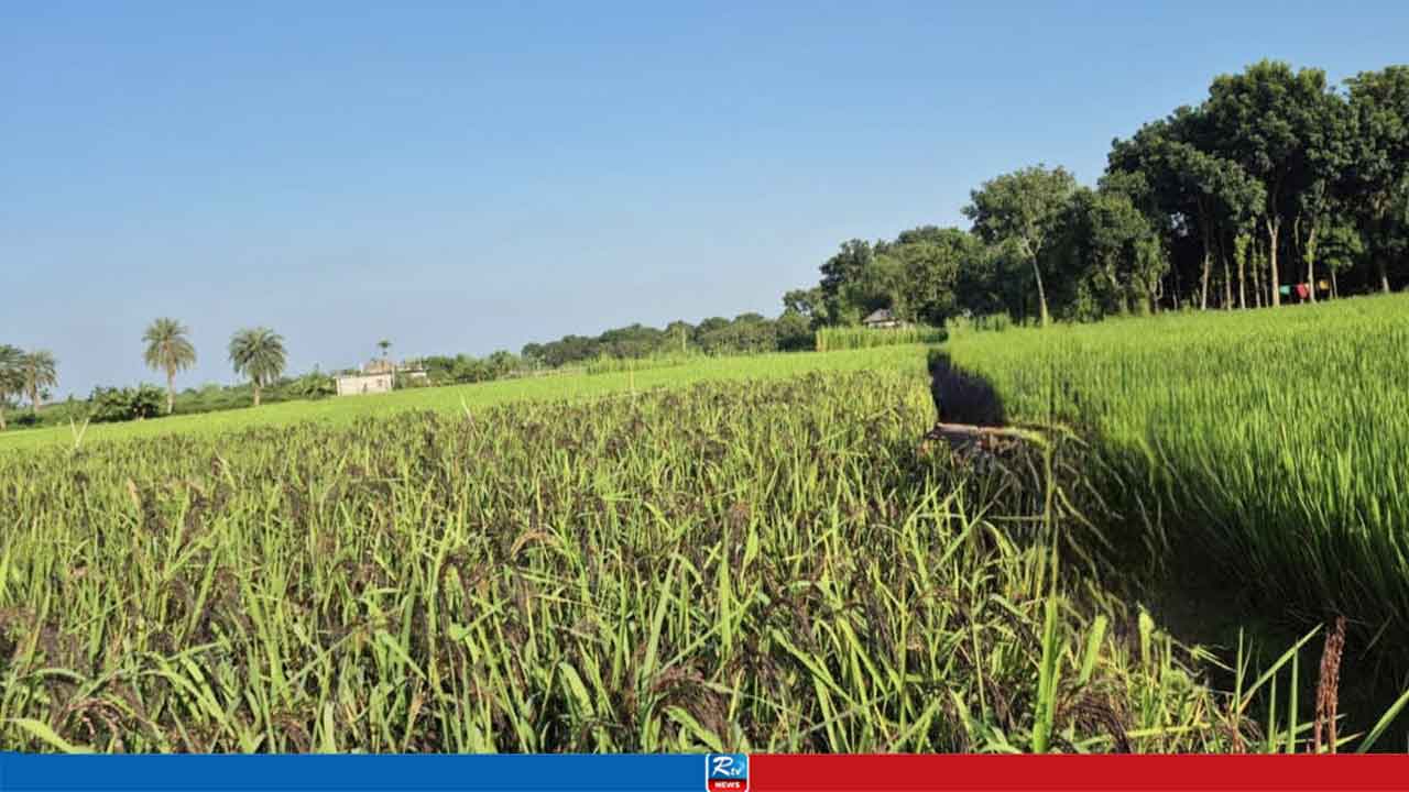 দুর্গাপুরে প্রথমবারের মতো ‘ব্ল্যাক রাইস’ চাষ, কৃষিতে নতুন সম্ভাবনা