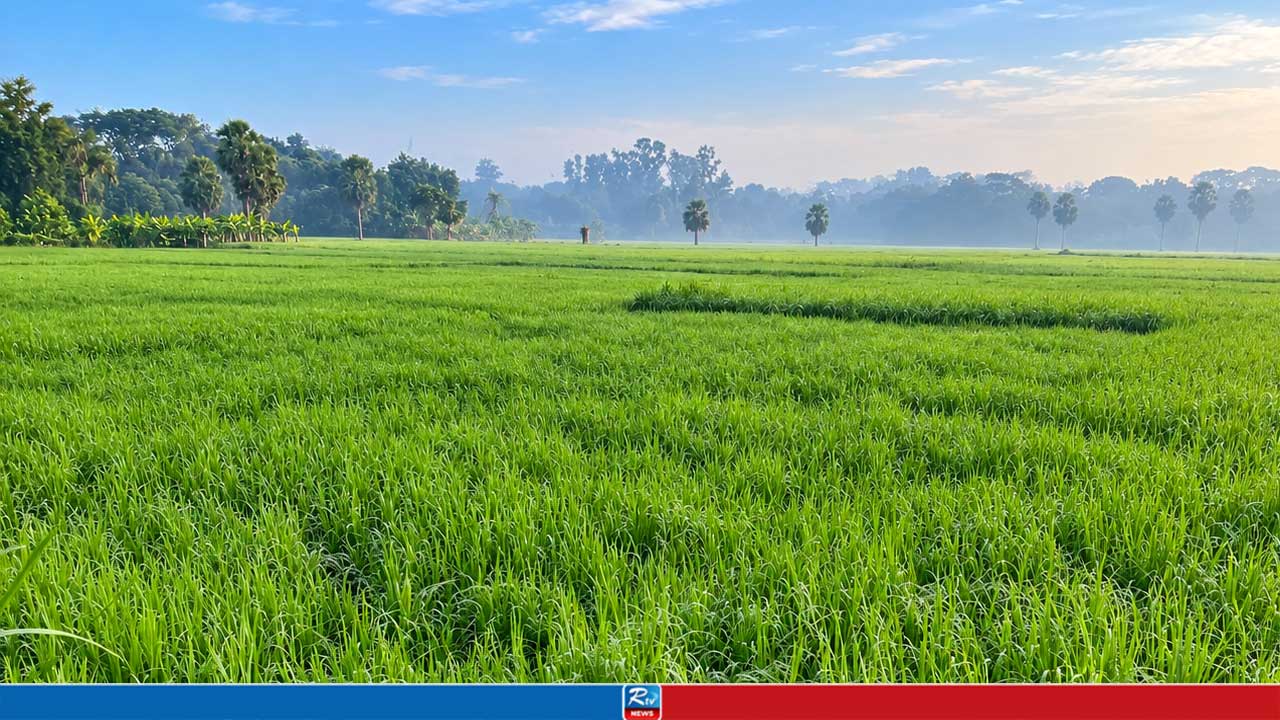বিস্তীর্ণ মাঠে আমনের সবুজ ঢেউ, কৃষকদের চোখেমুখে প্রত্যাশা