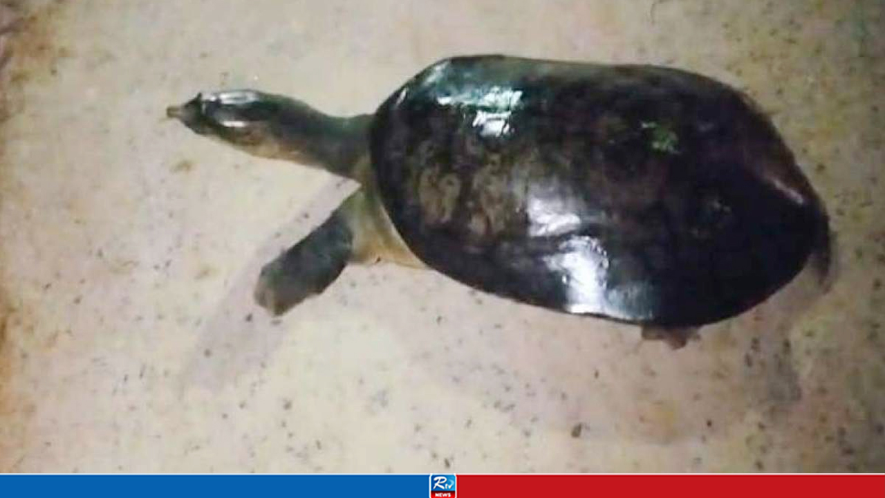 জাবি ক্যাম্পাসে বিপন্ন প্রজাতির কচ্ছপ উদ্ধার