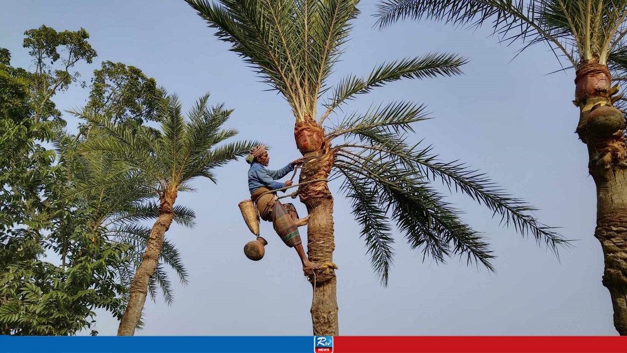 শীতের আগমনে খেজুর গাছ পরিচর্যায় ব্যস্ত গাছিরা